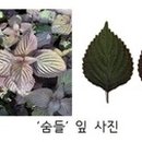 숨들 이미지