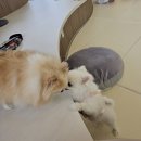 멍쓰홀릭 | 안산 사동 그랑시티자이 '멍쓰홀릭' 주말 애견카페 방문후기