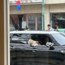 레스페베르 | 제주 전농로 카페 추천_레스페베르/제주 공항 근처 카페/전농로 벚꽃거리
