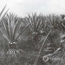 명석농장 이미지