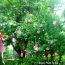 효자도4 이미지