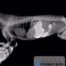 24시 모란동물 메디컬센터 이미지