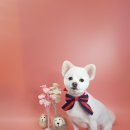 윤애견미용 이미지