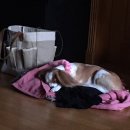 윤앤퍼피 | 윤앤퍼피/ 대치동 역삼동 애견호텔♡