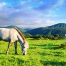 어승생승마장 이미지