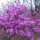 소룡농장 | 군산 봉화산. 망해산, 축성산, 용천산
