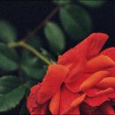 사창시장 이미지