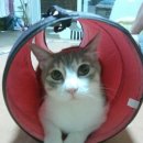 고양이 놀이터 이미지