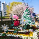 청란어린이공원 | 벚꽃 명소 안양천 실시간 개화 상황 / 안양 충훈부벚꽃축제 일정 / 안양천 제방벚꽃길 야경