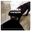 테라스애견미용카페 이미지