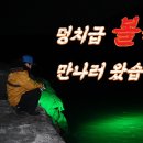 연도 볼락 이미지