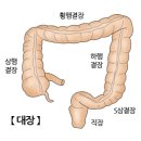 ﻿대장 이미지