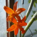 오어트릿 이미지