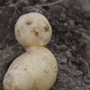 감자창고 이미지