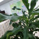 태평양공인중개사무소 이미지