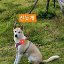 아라동물병원아라메디칼
