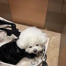 올리브클럽 평택점 | 안성스타필드 영풍문고 · 자라 신발 · 세라젬 체험 · 이마트트레이더스 피자 &amp; 떡볶이 후기