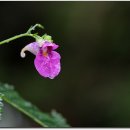 무등산버섯 이미지