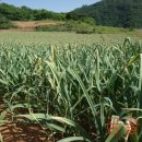 궁골 농장 이미지