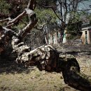 소나무병원 이미지