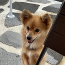 여수독채펜션 백야하루 이미지