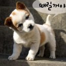 복 이미지