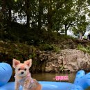 쌍곡쉼터 | 청주 괴산 계곡 평상 대여 쌍곡 애견동반 동궁쉼터 당일치기