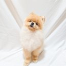 도그아로마 | [강아지 샴푸] 천연아로마 샴푸 도그스킨 샴푸 찐 사용 후기🐕_순한 샴푸 추천👍🏻