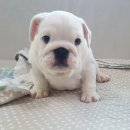 똥꼬발랄 이미지