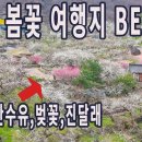 3월 봄꽃 여행지 BEST8/여행지별 개화시기/매화,산수유,벚꽃,진달래 이미지