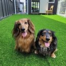 애견시선 이미지