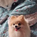 디디디아이 이미지