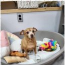 키티앤퍼피 이미지