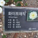 장미(133), 화이트 매직(White Magic) 이미지