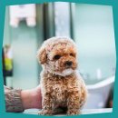 의정부 강아지분양 고양이분양 애견분양 펫하임 의정부본점 이미지