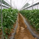 선암농장 이미지