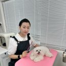 서울애견미용실 이미지
