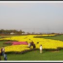 서산고북 국화축제(11월3일~13일) 이미지