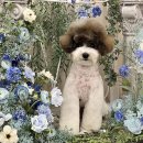 개in공간 이미지