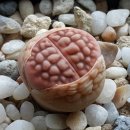 안나벨라 이미지