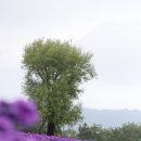 노을이야기 | 거창 감악산 꽃별 여행, 보랏빛 노을 속 억새와 구절초 이야기