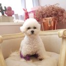 용인서현 동물병원 이미지