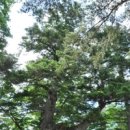 삶.숨.쉼터,나무이야기/합천 해인사 학사대 최치원 나무 이미지