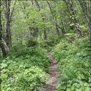 구룡령 옛길 이미지