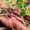 혜성농장 이미지