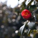 서천 마량리 동백나무 숲 이미지