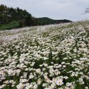 제207차 정읍 구절초테마공원 슬로투어(22년 10월 2일, 일요일) 이미지