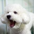 비비펫미용 이미지