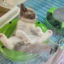 고양이분양 꽃개와 꽃냥 인천 청라점 이미지