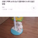 선풍기 삑삑 소리나는 거 좋아해서 누르다 들킨 댕댕이 이미지